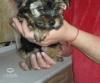 Eladó édes aranyos 8 hetes yorki kiskutya