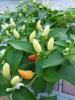 Balkon chili paprika (Capsicum frutescens quot Feuerwerk quot )