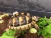 2 éves szegélyes teknősök eladók
