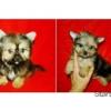 Mini és extramini yorkshire terrier - yorki - kiskutyák eladók!