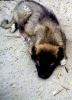 Kaukázusi szuka kölyök kutya eladó
